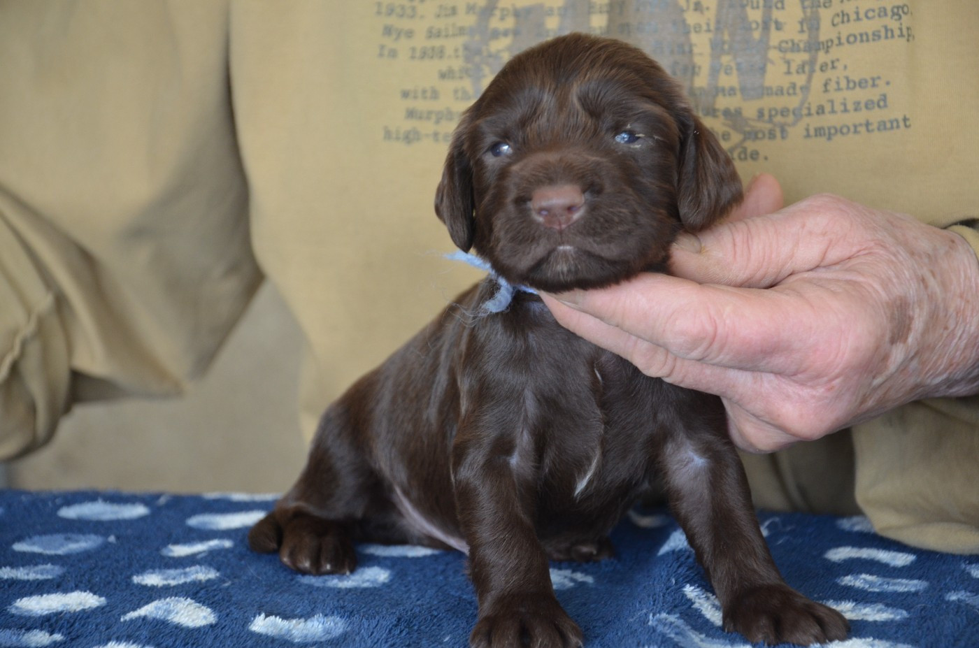 du Rieu-Grand - Chiots disponibles - Field Spaniel
