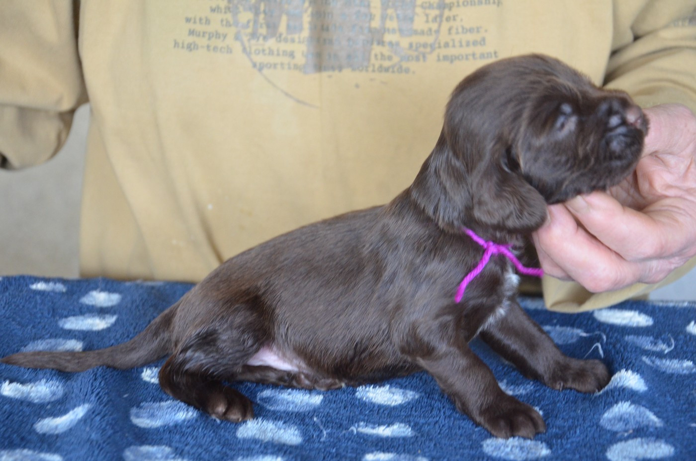 du Rieu-Grand - Chiots disponibles - Field Spaniel