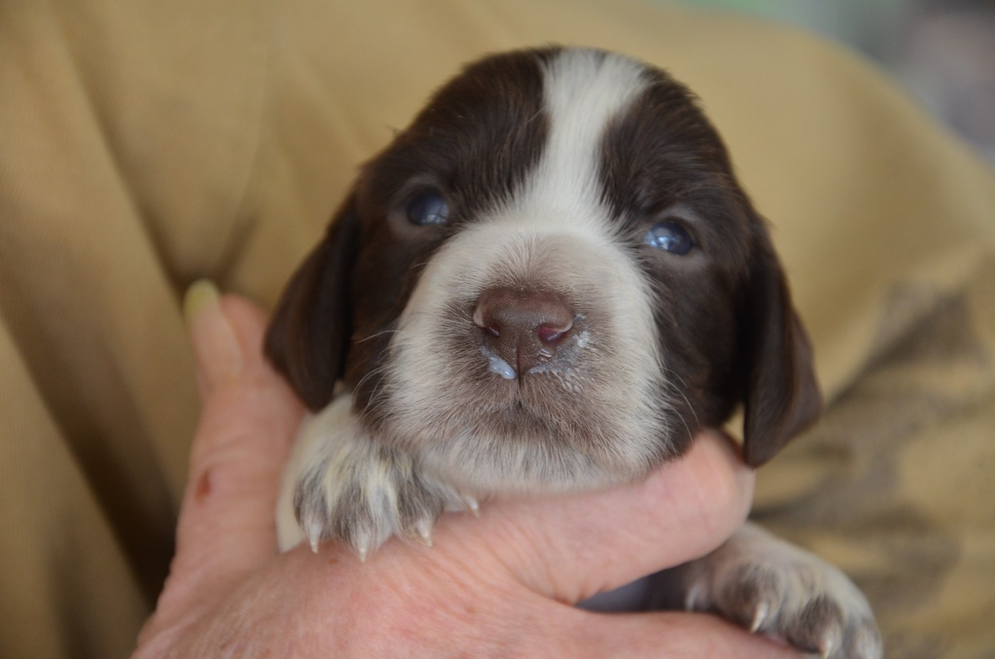 du Rieu-Grand - Chiots disponibles - Field Spaniel