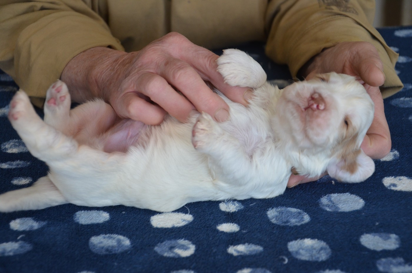 du Rieu-Grand - Chiots disponibles - Clumber Spaniel
