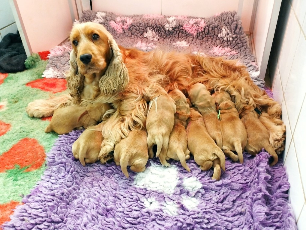 du Rieu-Grand - Chiots disponibles - Cocker Spaniel Anglais