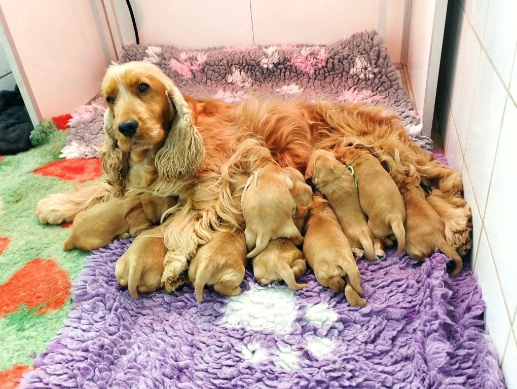 du Rieu-Grand - Chiots disponibles - Cocker Spaniel Anglais
