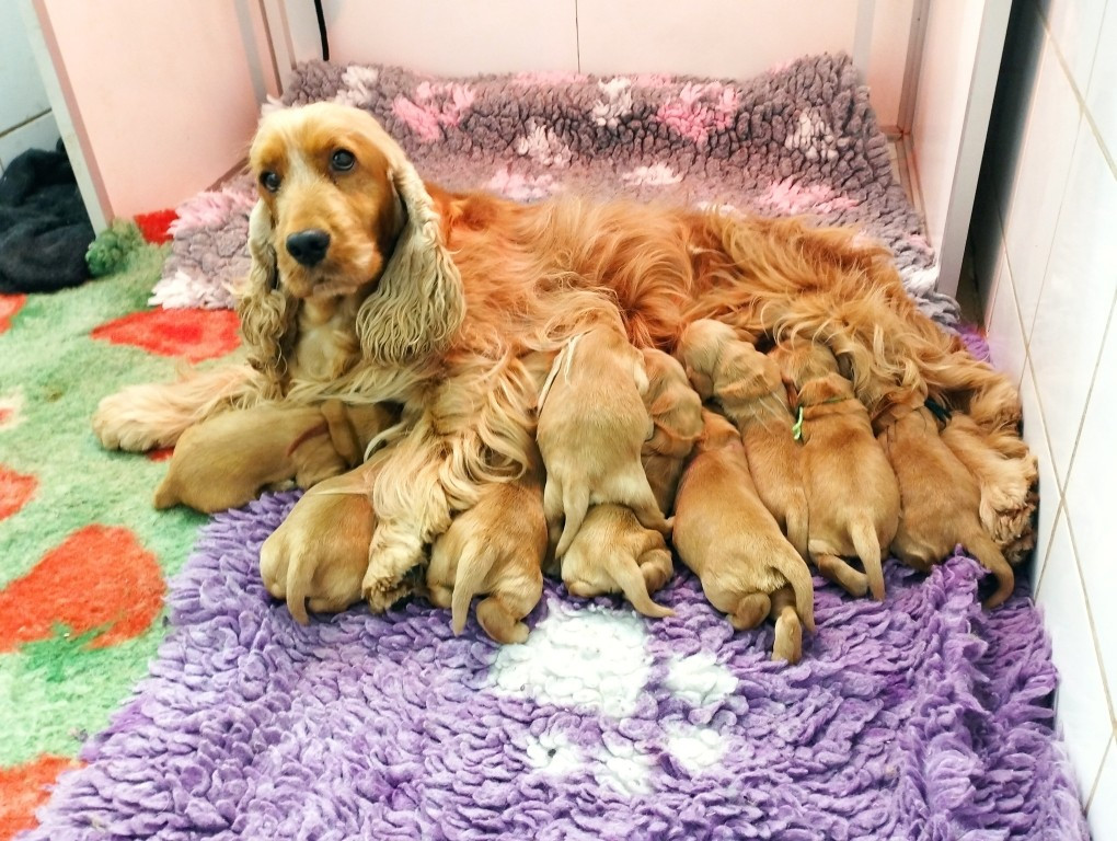 Chiot Cocker Spaniel Anglais du Rieu-Grand