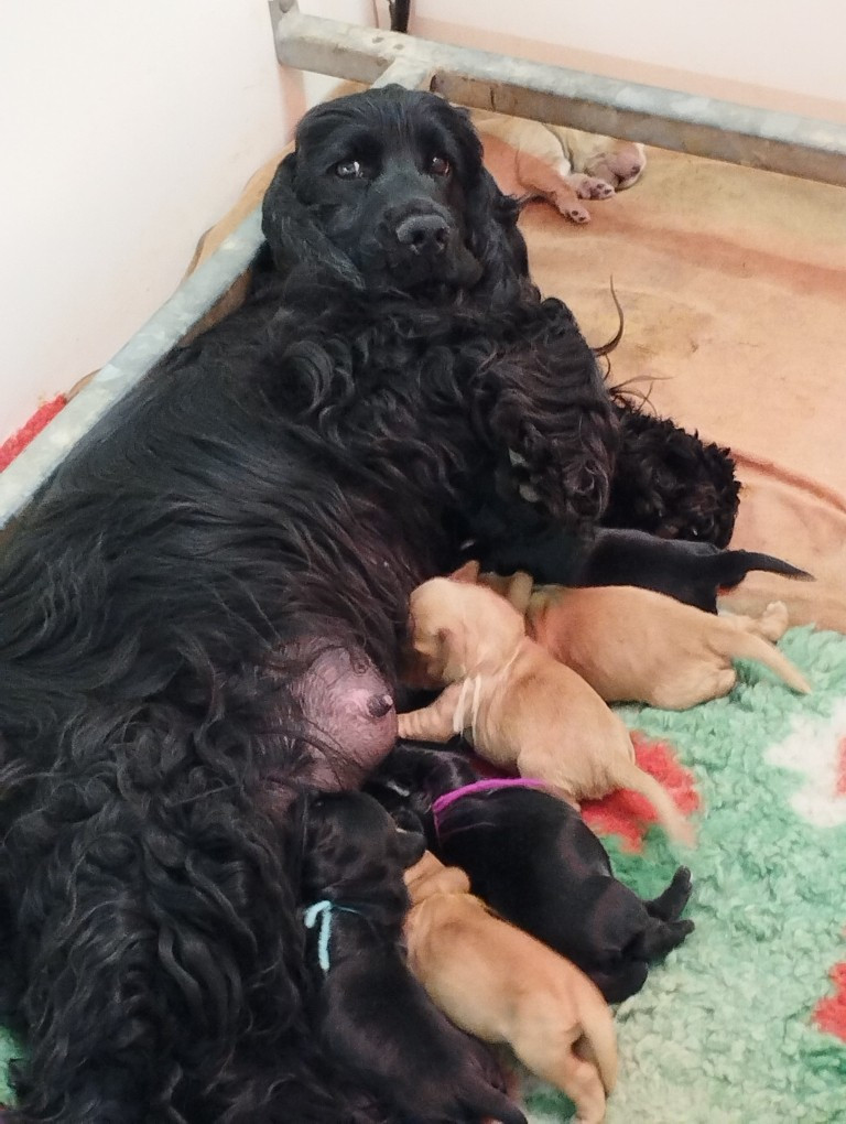 du Rieu-Grand - Chiots disponibles - Cocker Spaniel Anglais