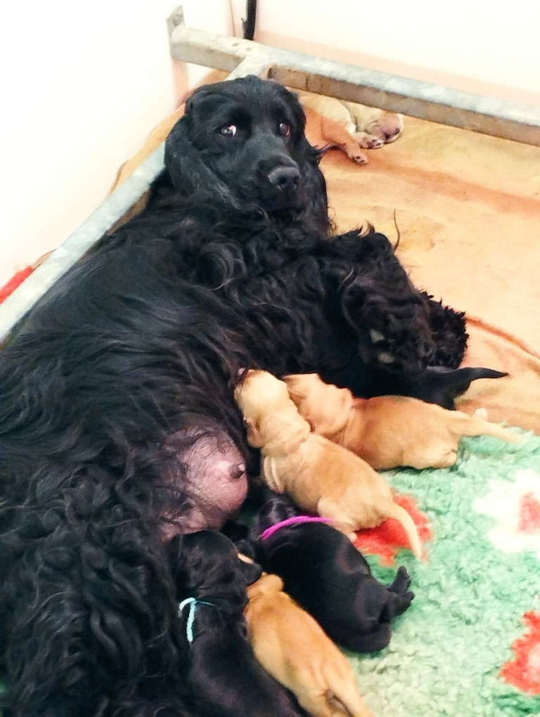 du Rieu-Grand - Chiots disponibles - Cocker Spaniel Anglais