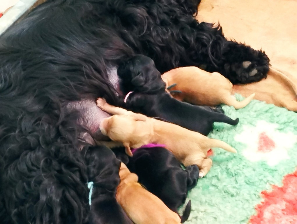 du Rieu-Grand - Chiots disponibles - Cocker Spaniel Anglais