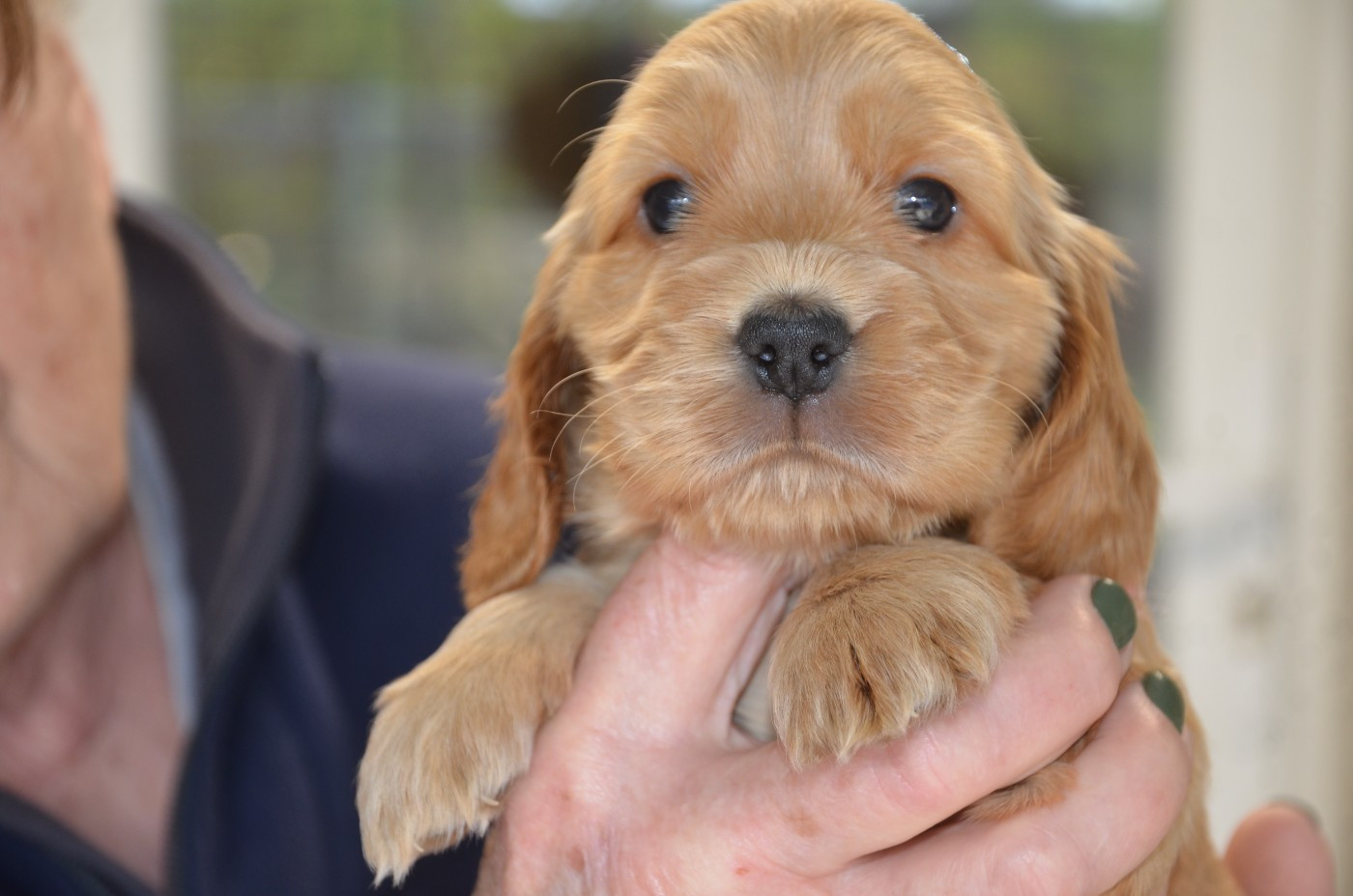 du Rieu-Grand - Chiots disponibles - Cocker Spaniel Anglais