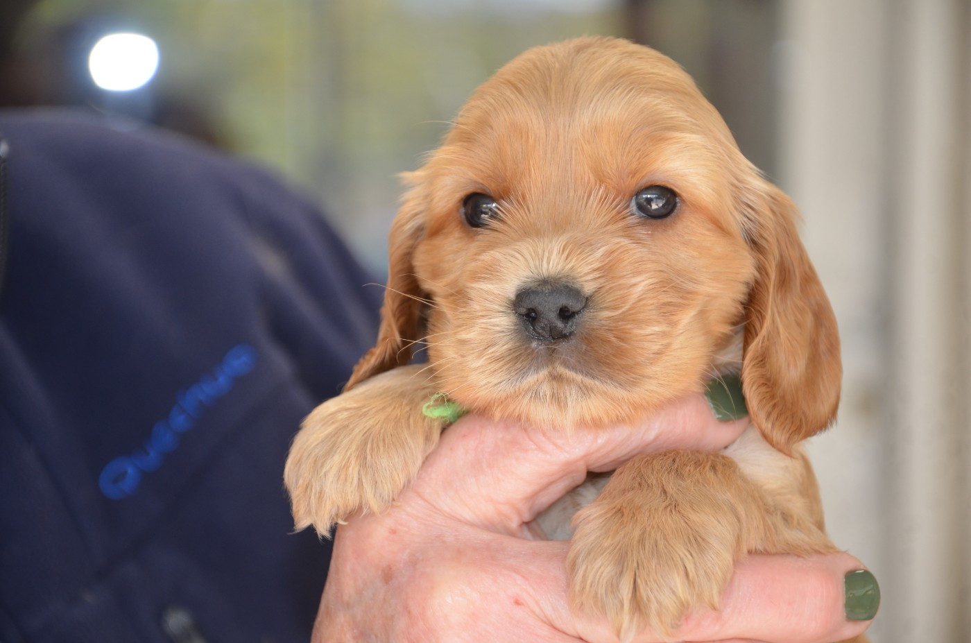 du Rieu-Grand - Chiots disponibles - Cocker Spaniel Anglais