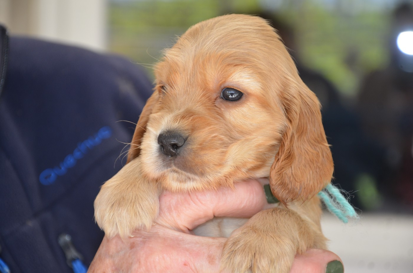 du Rieu-Grand - Chiots disponibles - Cocker Spaniel Anglais