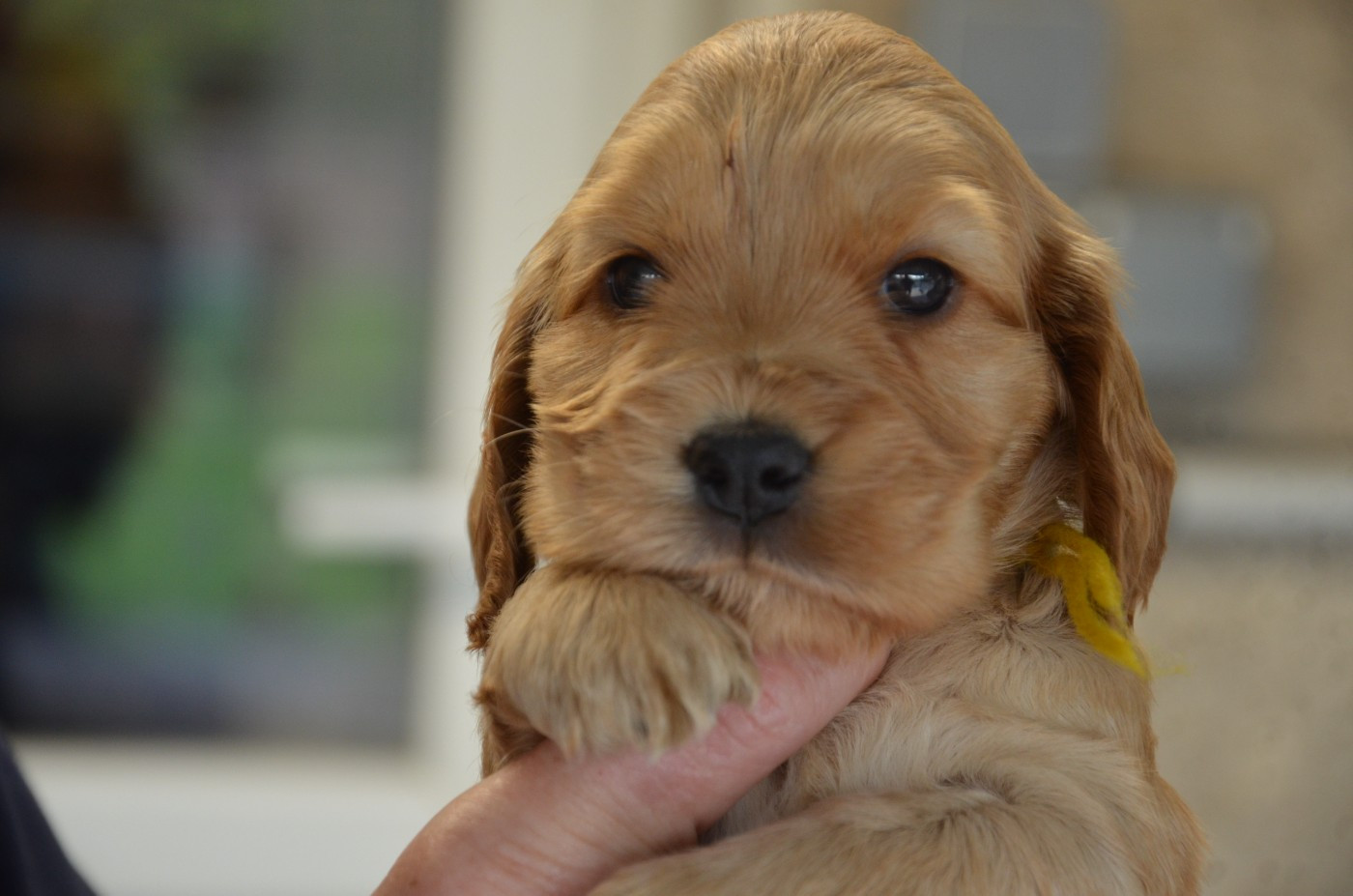 du Rieu-Grand - Chiots disponibles - Cocker Spaniel Anglais