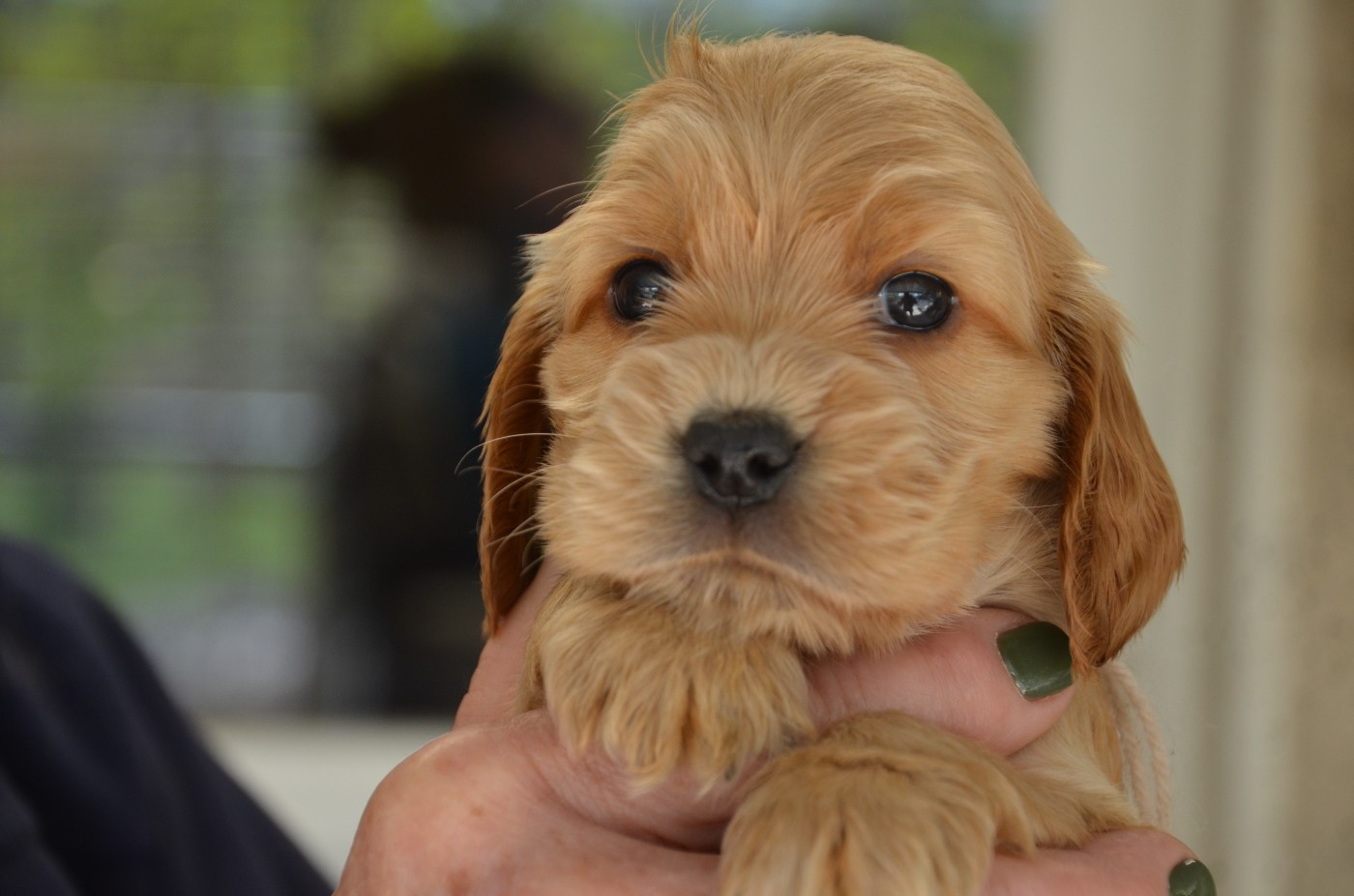 du Rieu-Grand - Chiots disponibles - Cocker Spaniel Anglais