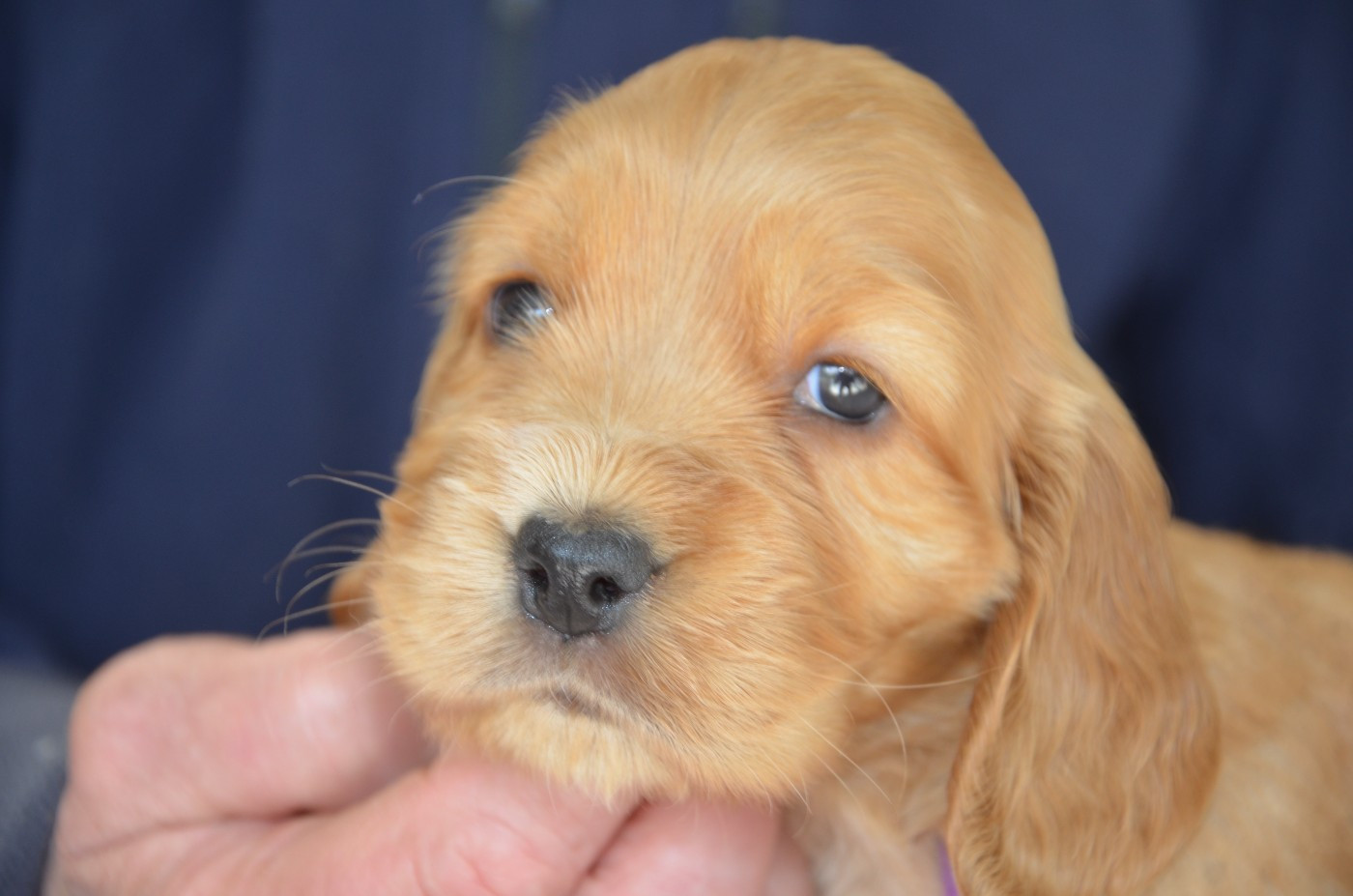 du Rieu-Grand - Chiots disponibles - Cocker Spaniel Anglais