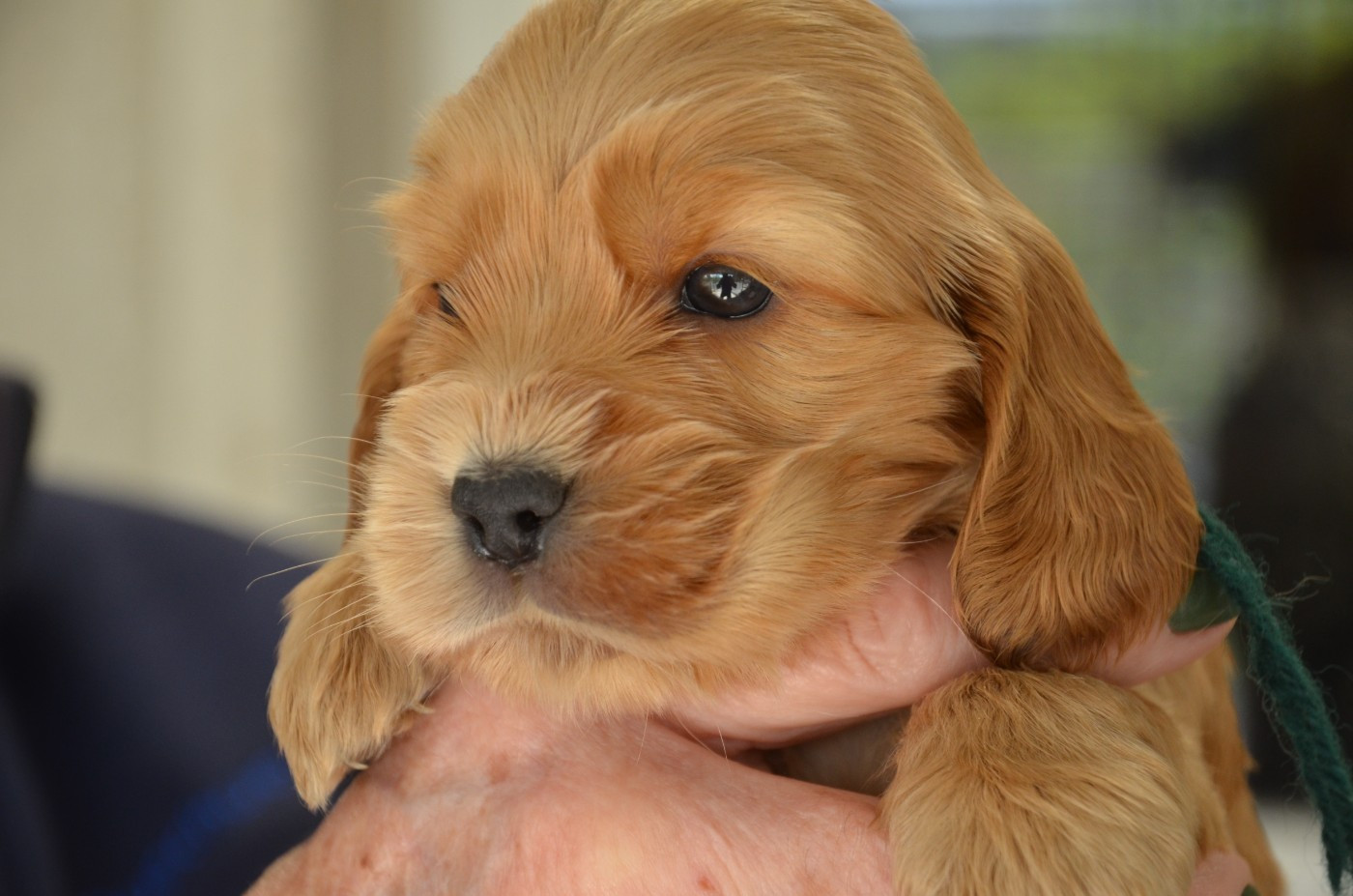 du Rieu-Grand - Chiots disponibles - Cocker Spaniel Anglais