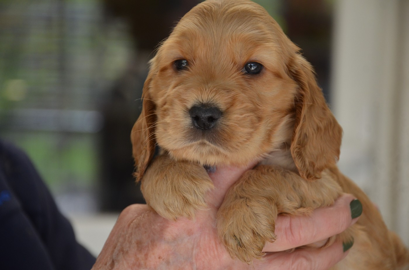 du Rieu-Grand - Chiots disponibles - Cocker Spaniel Anglais