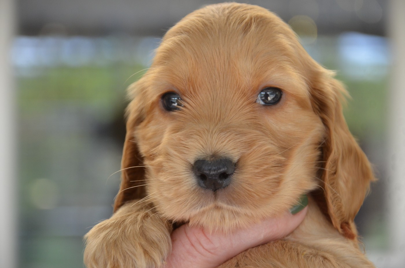 du Rieu-Grand - Chiots disponibles - Cocker Spaniel Anglais