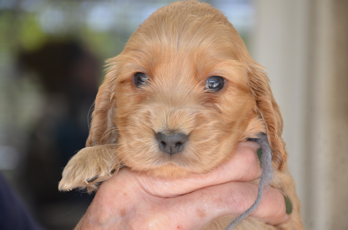 du Rieu-Grand - Chiots disponibles - Cocker Spaniel Anglais