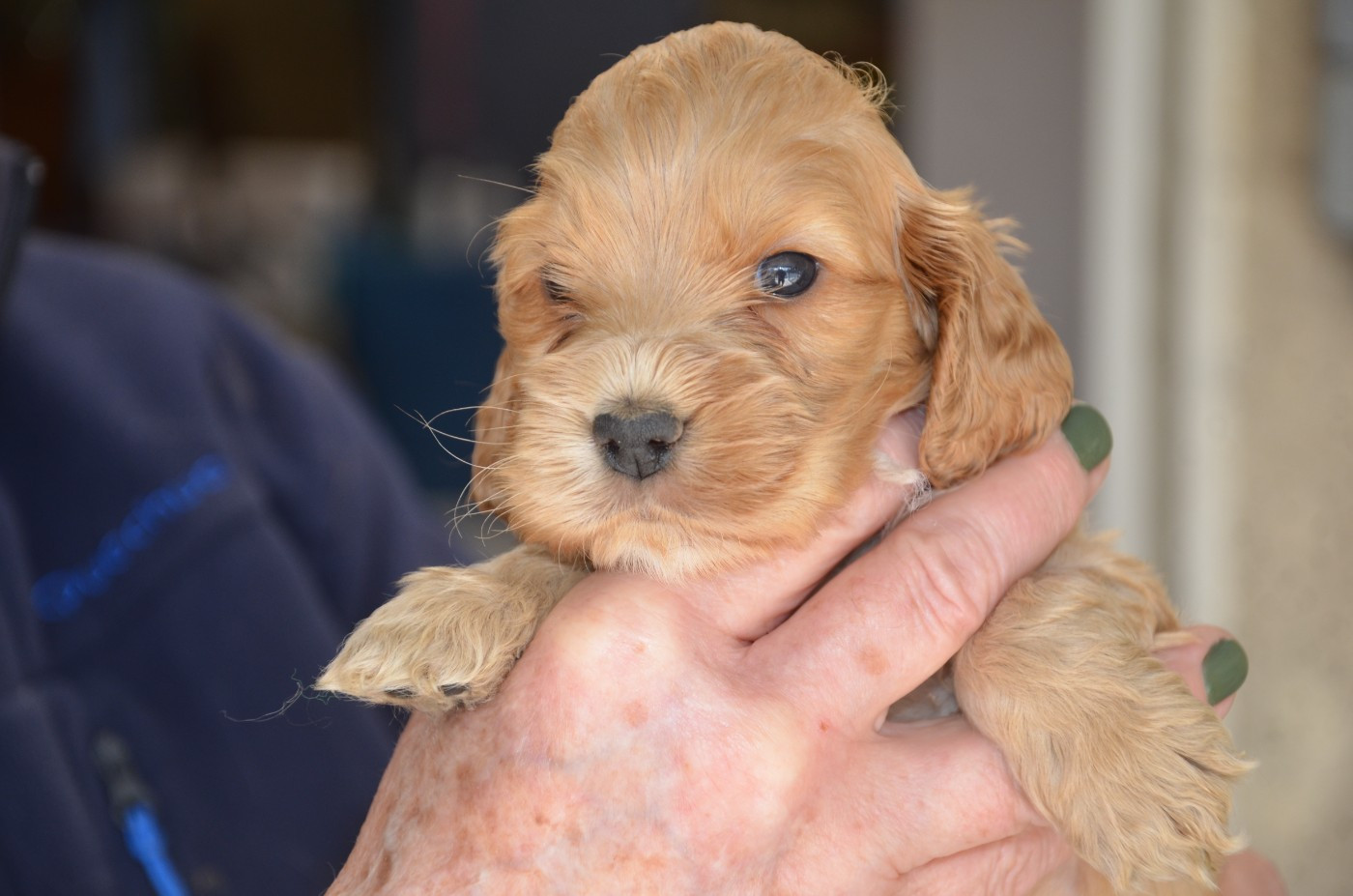 du Rieu-Grand - Chiots disponibles - Cocker Spaniel Anglais