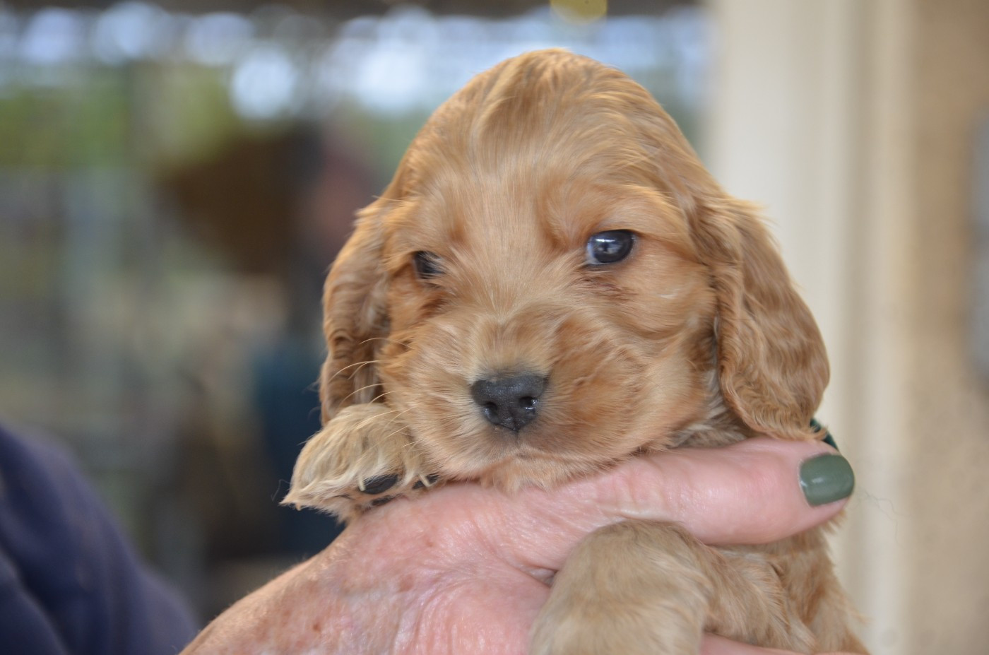 du Rieu-Grand - Chiots disponibles - Cocker Spaniel Anglais