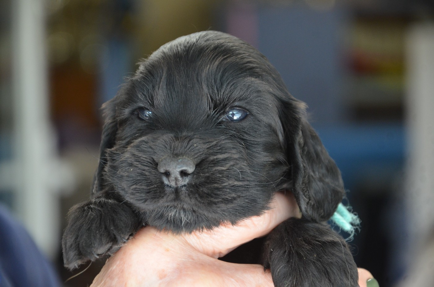du Rieu-Grand - Chiots disponibles - Cocker Spaniel Anglais