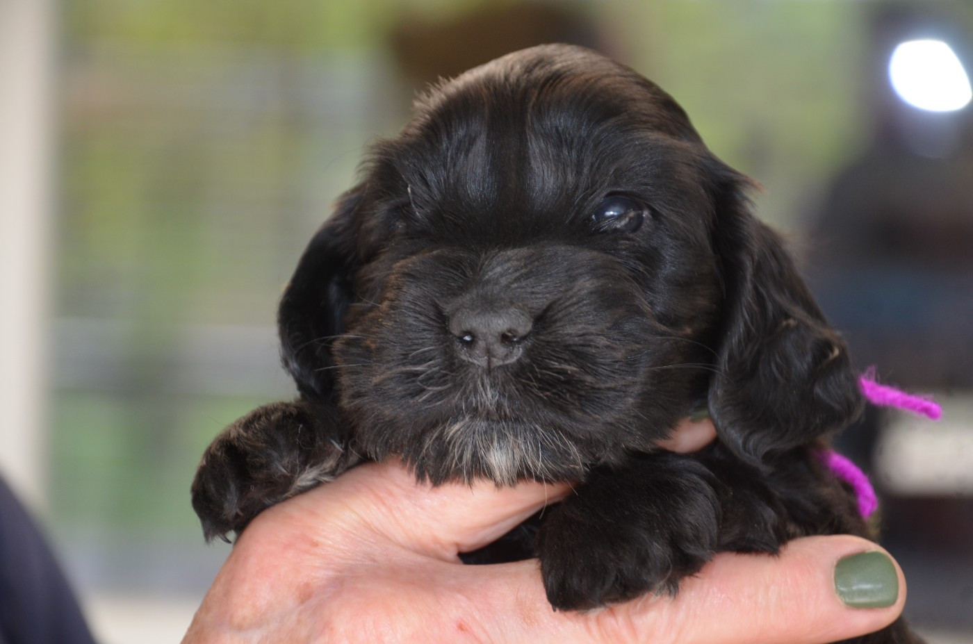 du Rieu-Grand - Chiots disponibles - Cocker Spaniel Anglais