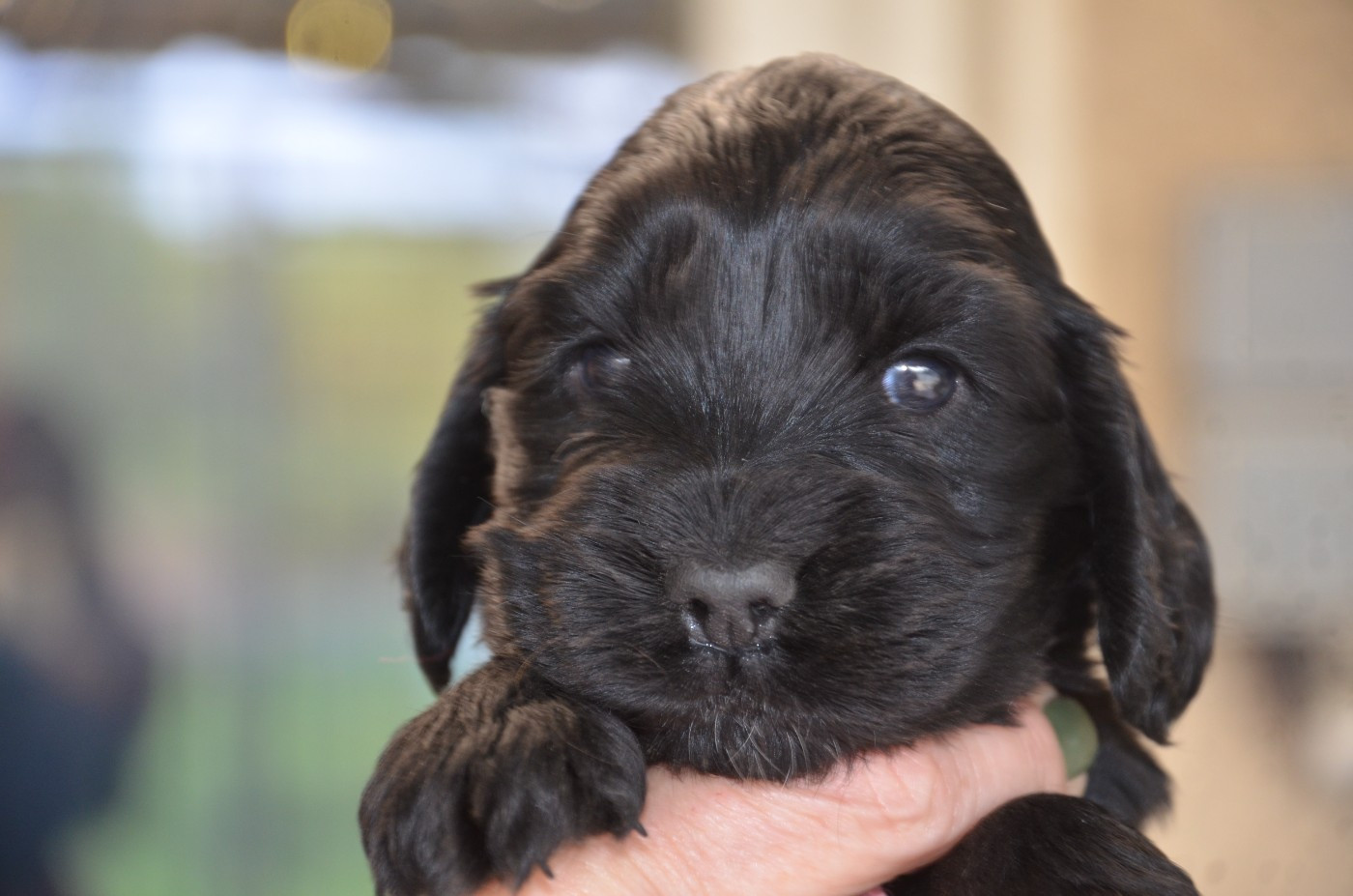 du Rieu-Grand - Chiots disponibles - Cocker Spaniel Anglais