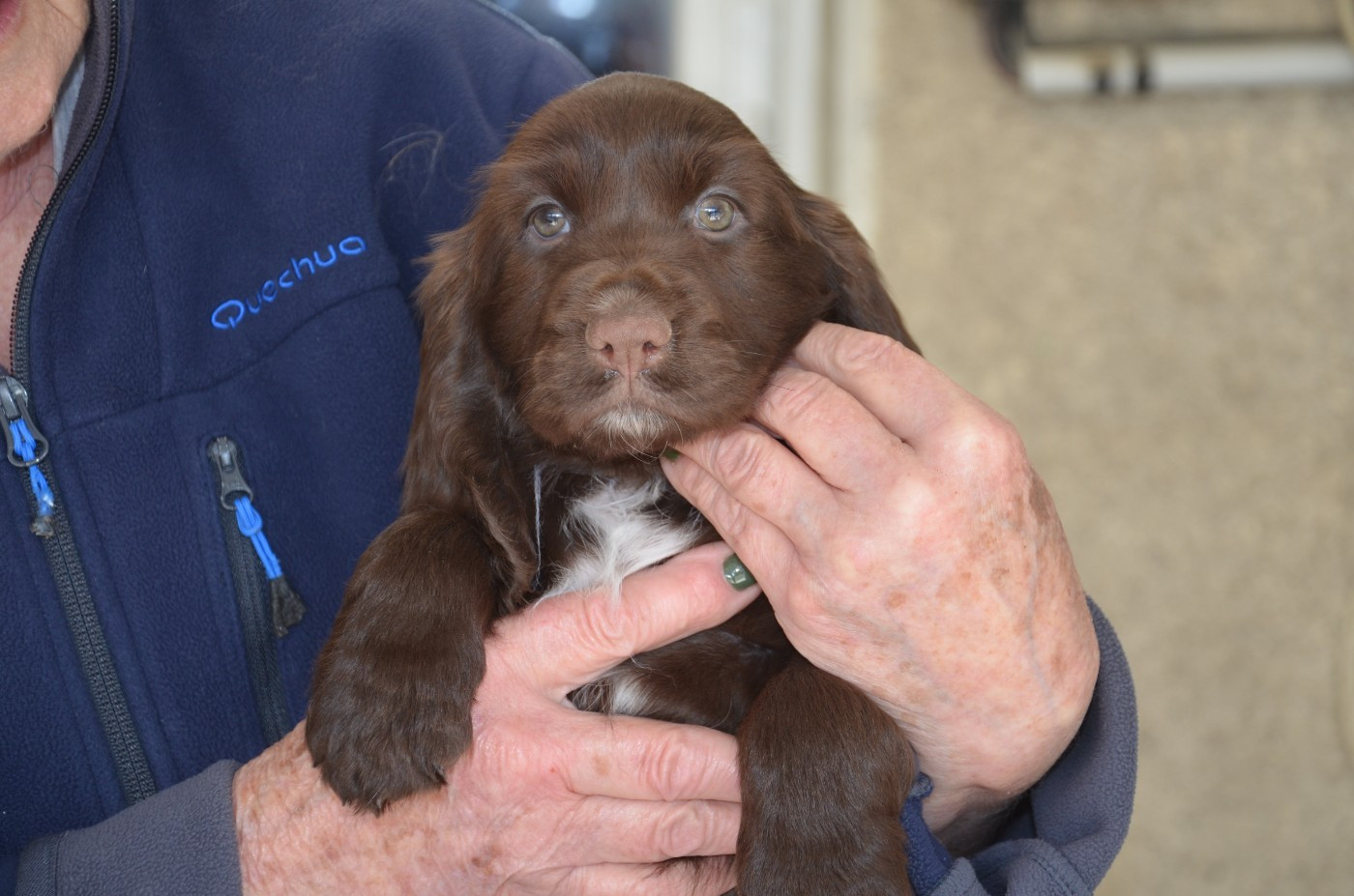 du Rieu-Grand - Chiots disponibles - Field Spaniel