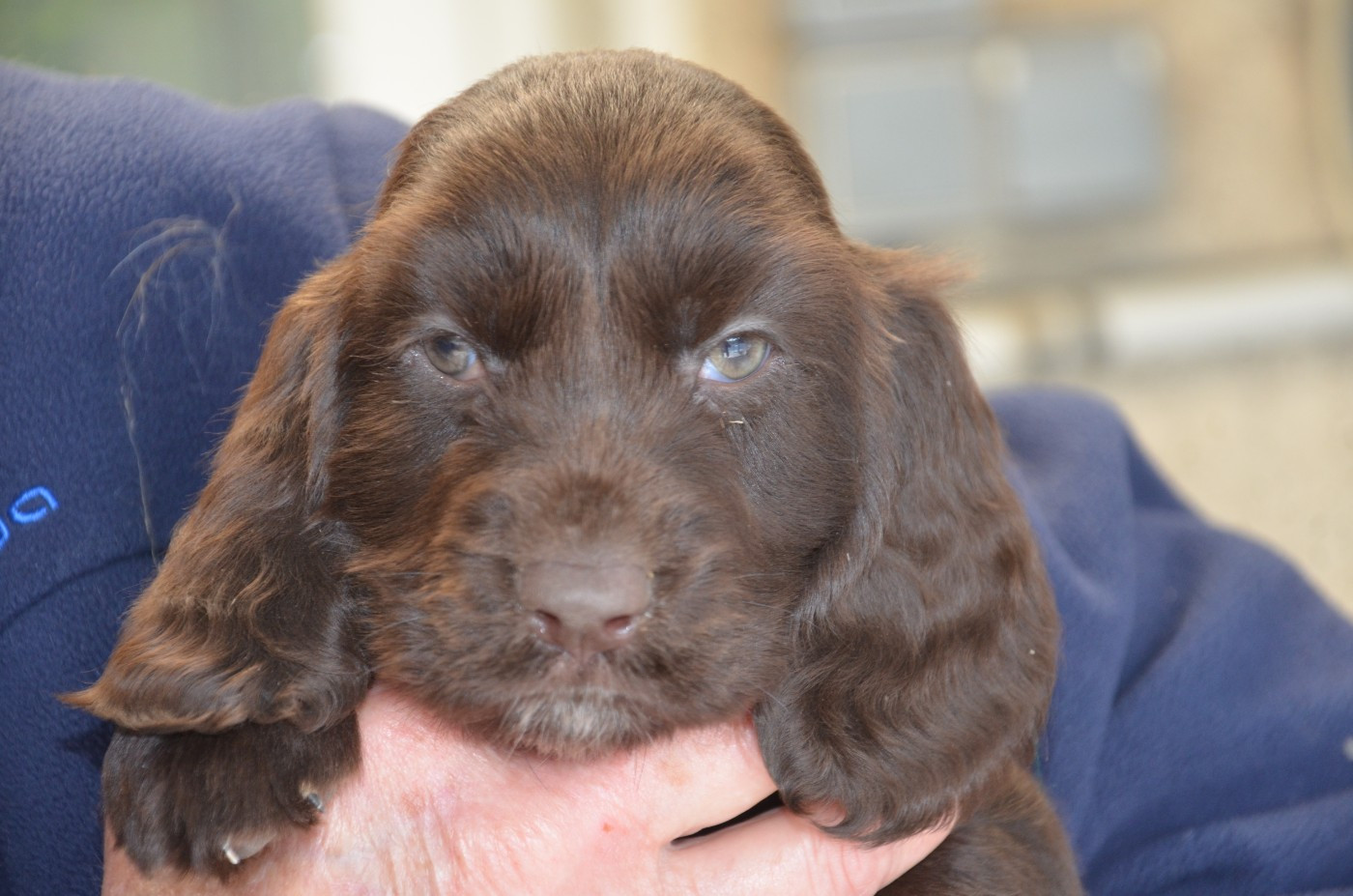 du Rieu-Grand - Chiots disponibles - Field Spaniel