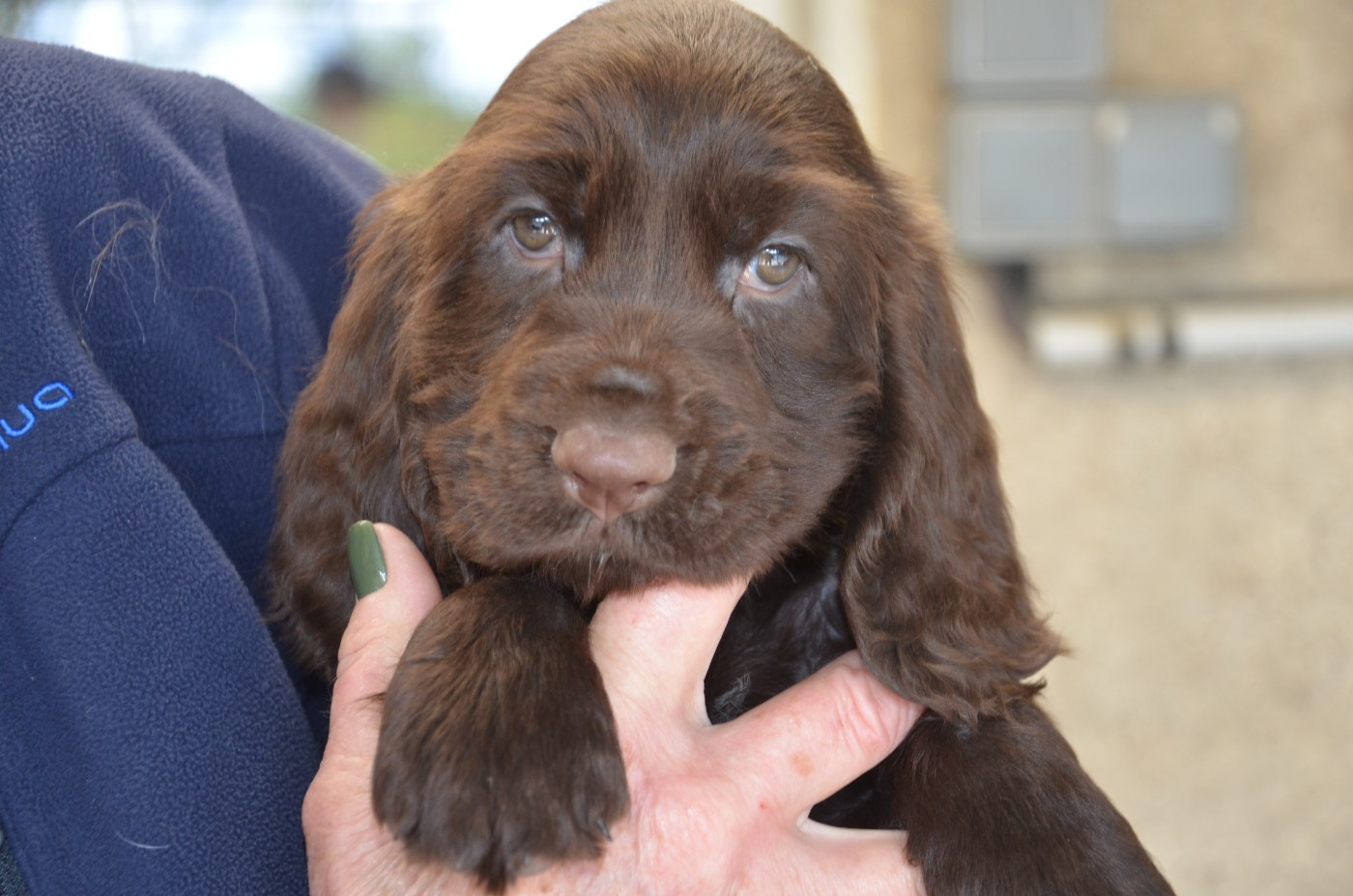 du Rieu-Grand - Chiots disponibles - Field Spaniel
