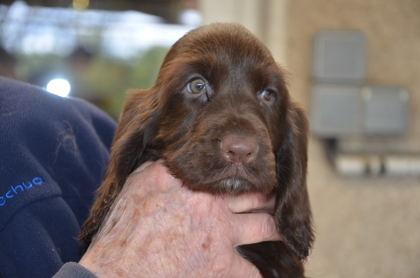 du Rieu-Grand - Chiots disponibles - Field Spaniel