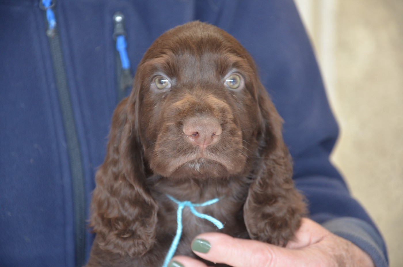 du Rieu-Grand - Chiots disponibles - Field Spaniel