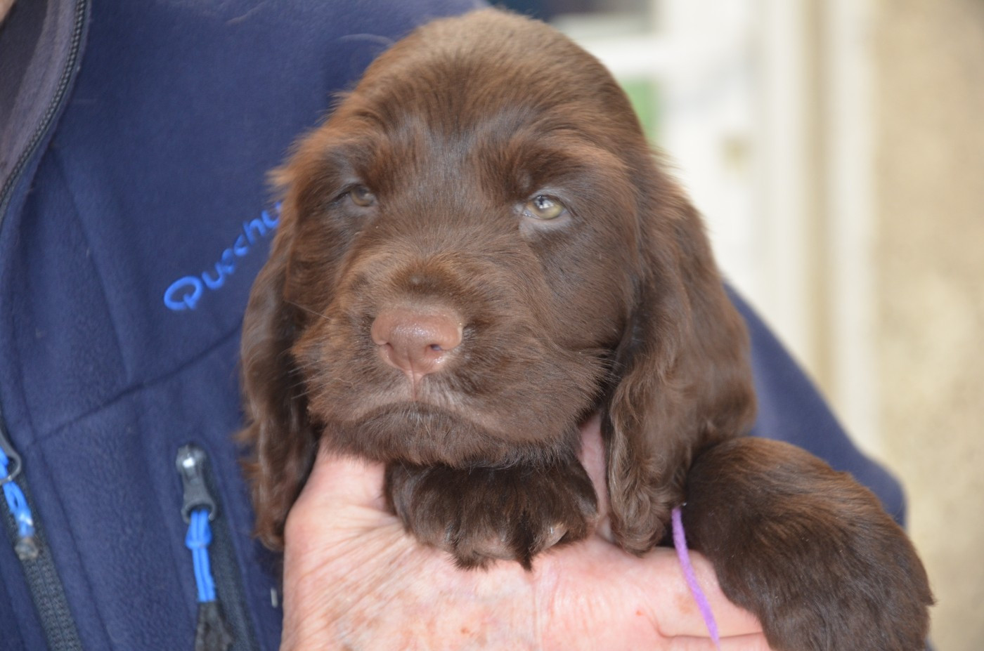 du Rieu-Grand - Chiots disponibles - Field Spaniel