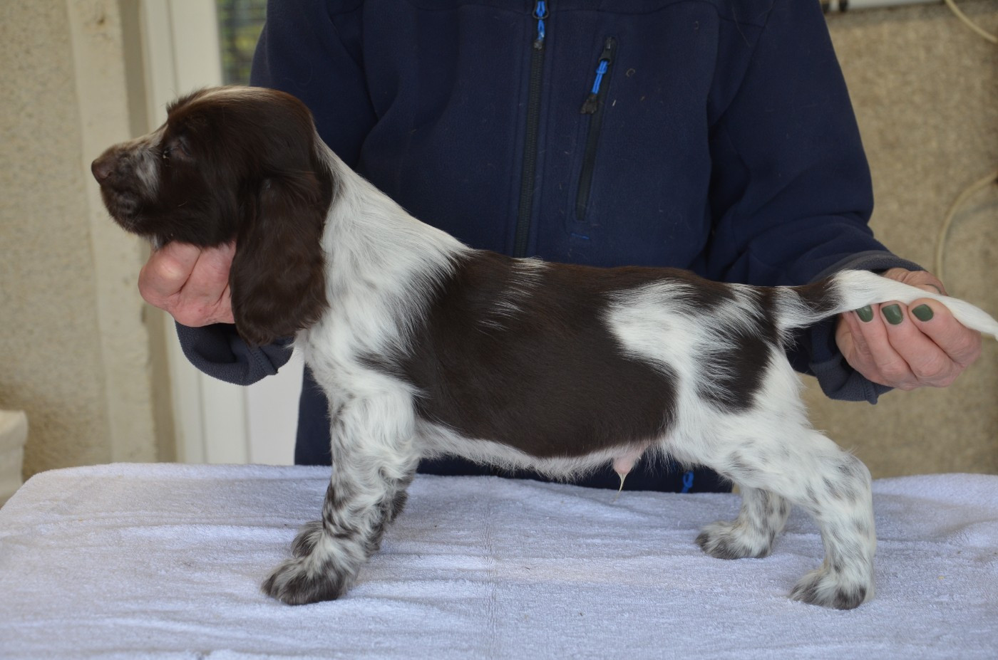 du Rieu-Grand - Chiots disponibles - Field Spaniel
