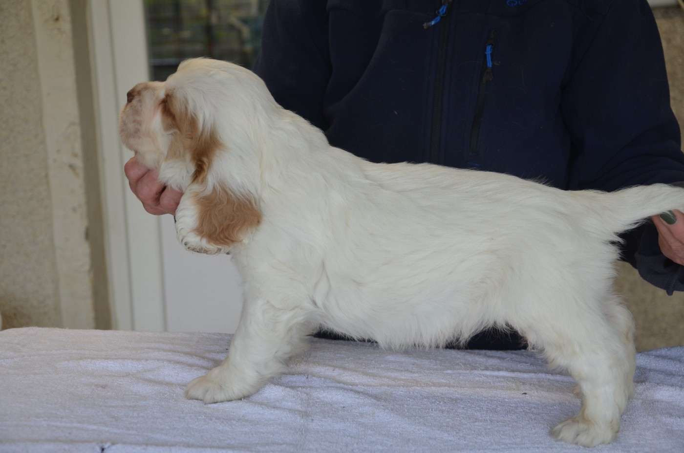 du Rieu-Grand - Chiots disponibles - Clumber Spaniel