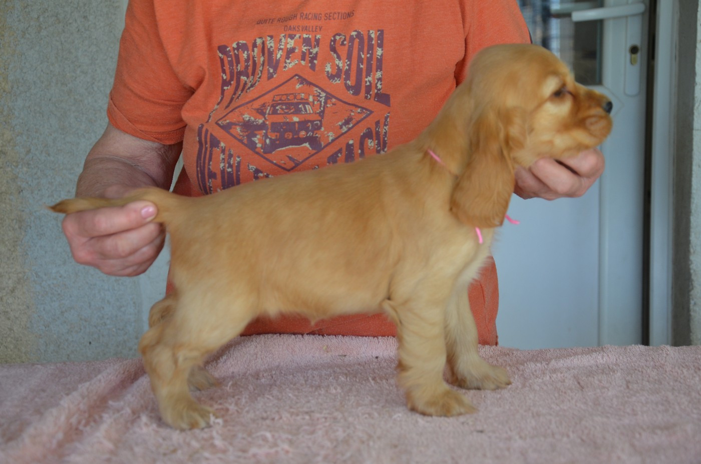du Rieu-Grand - Chiots disponibles - Cocker Spaniel Anglais