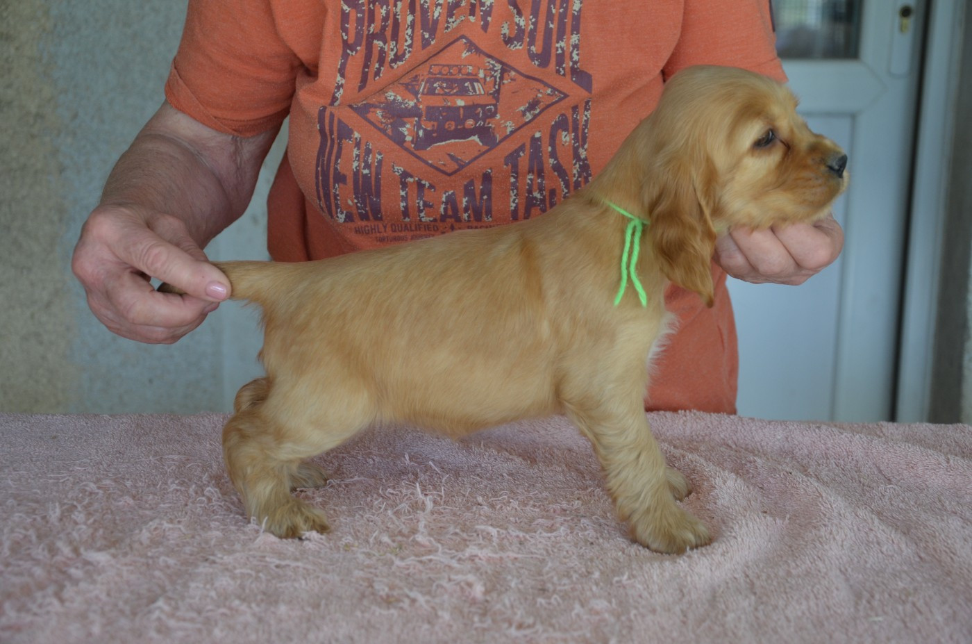 du Rieu-Grand - Chiots disponibles - Cocker Spaniel Anglais