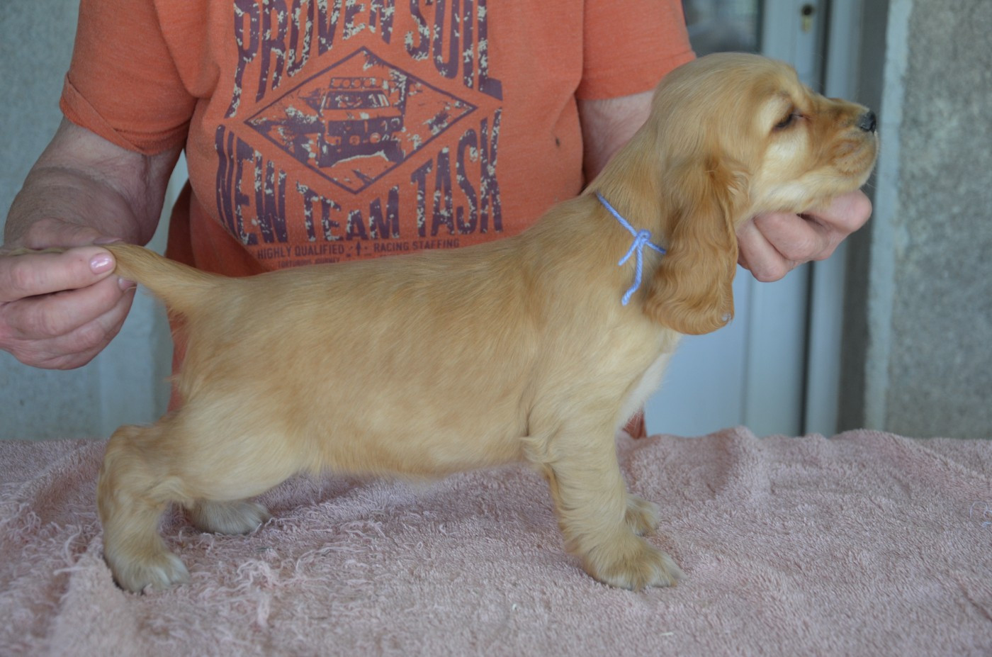du Rieu-Grand - Chiots disponibles - Cocker Spaniel Anglais