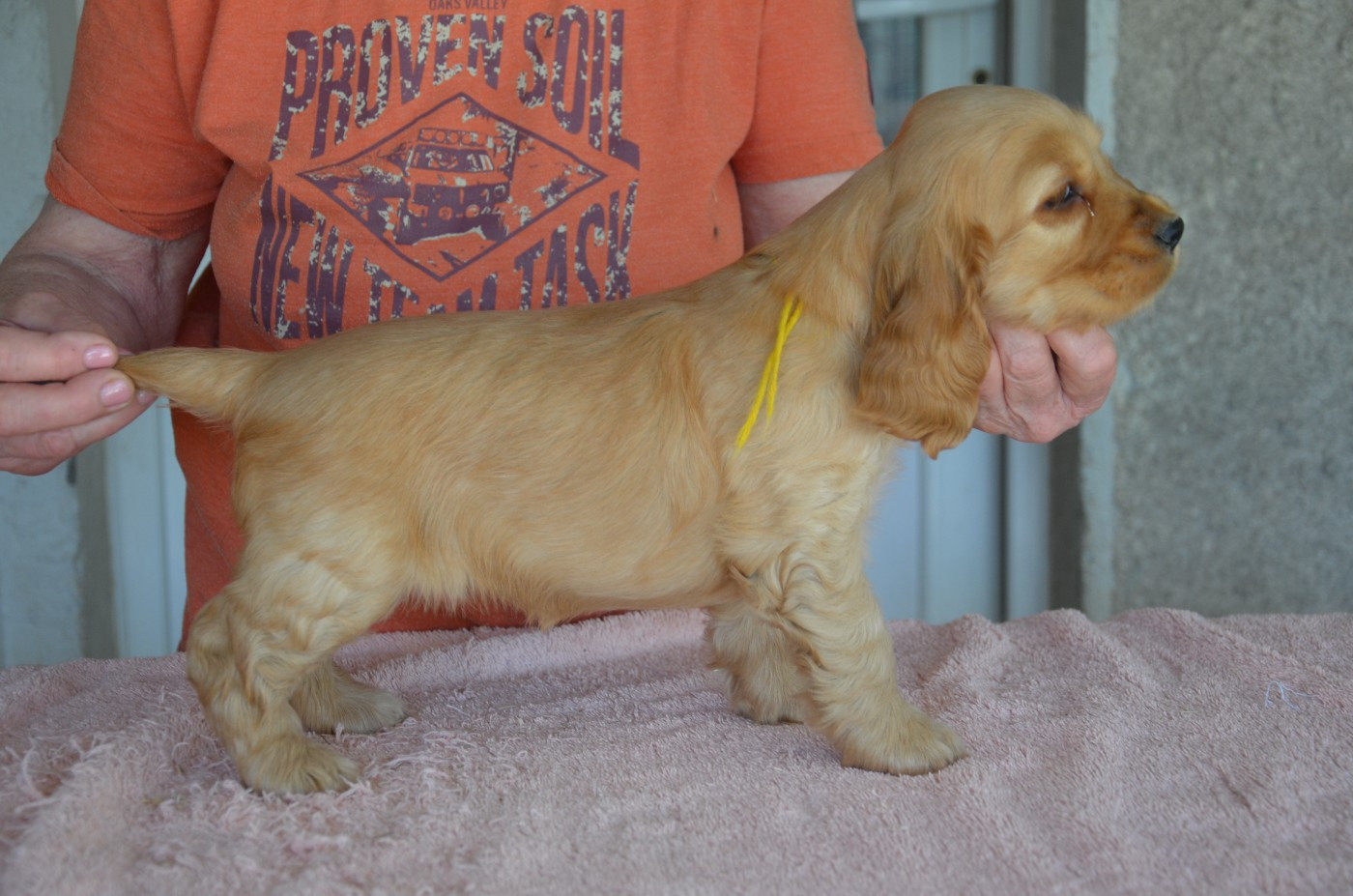 du Rieu-Grand - Chiots disponibles - Cocker Spaniel Anglais