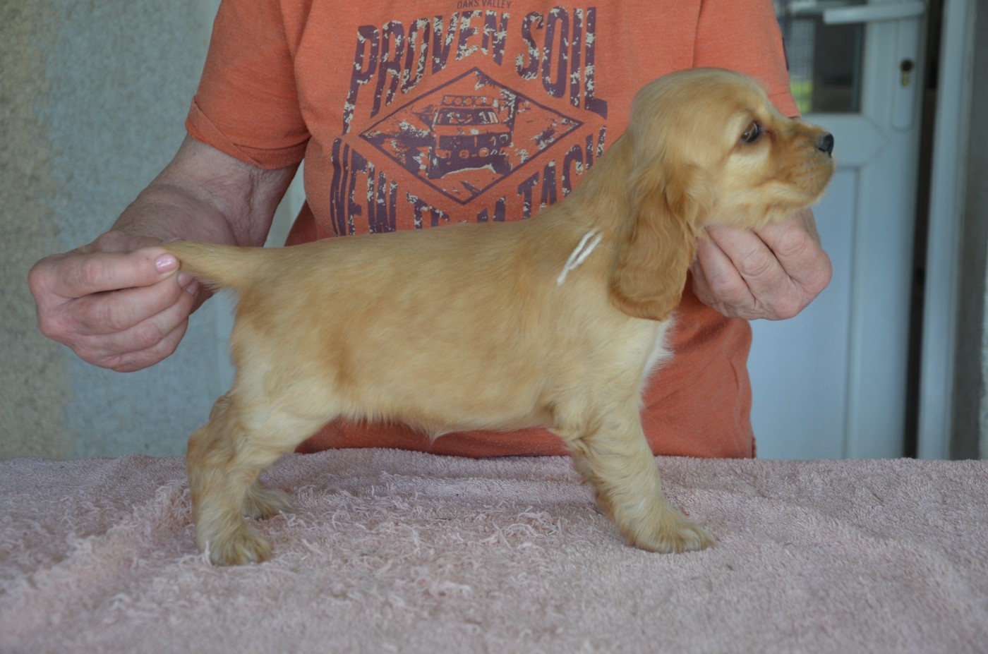 du Rieu-Grand - Chiots disponibles - Cocker Spaniel Anglais
