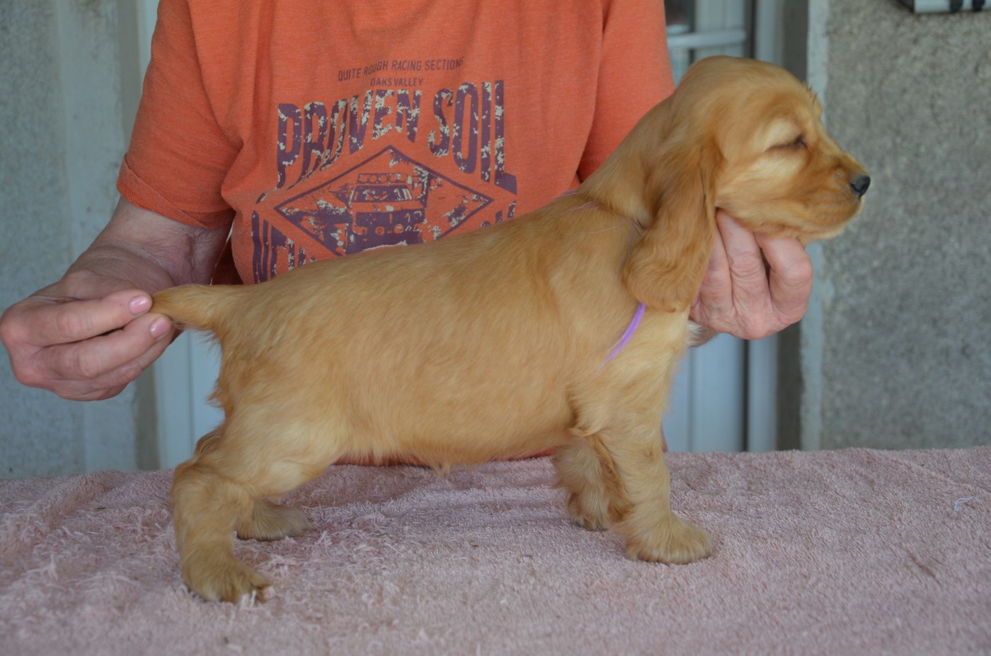 du Rieu-Grand - Chiots disponibles - Cocker Spaniel Anglais