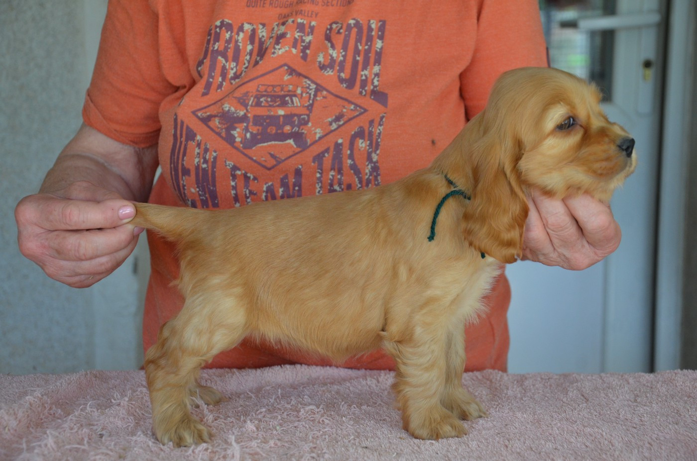 du Rieu-Grand - Chiots disponibles - Cocker Spaniel Anglais
