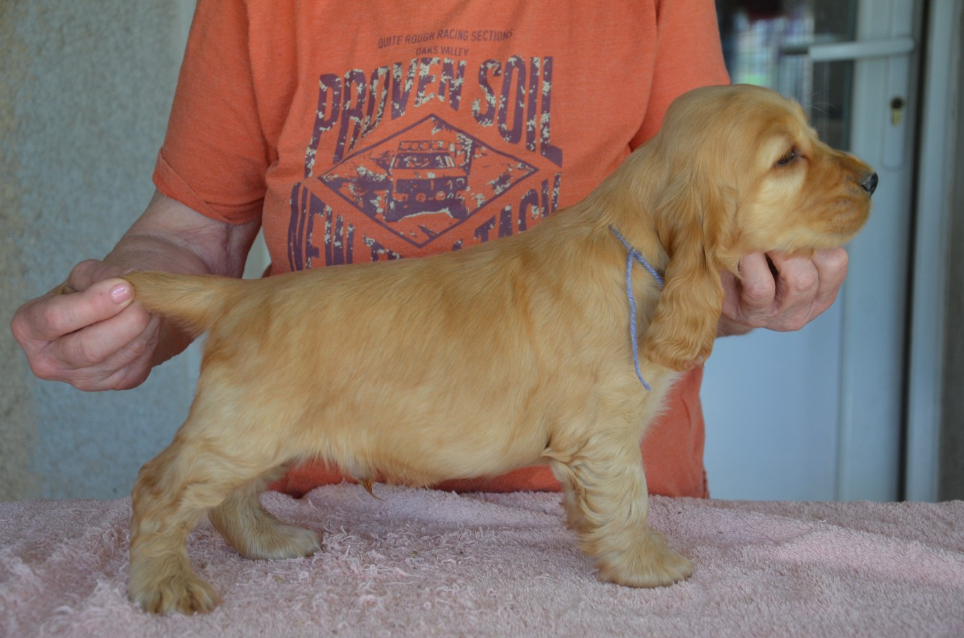 du Rieu-Grand - Chiots disponibles - Cocker Spaniel Anglais