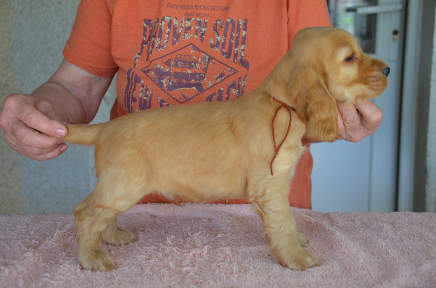 du Rieu-Grand - Chiots disponibles - Cocker Spaniel Anglais