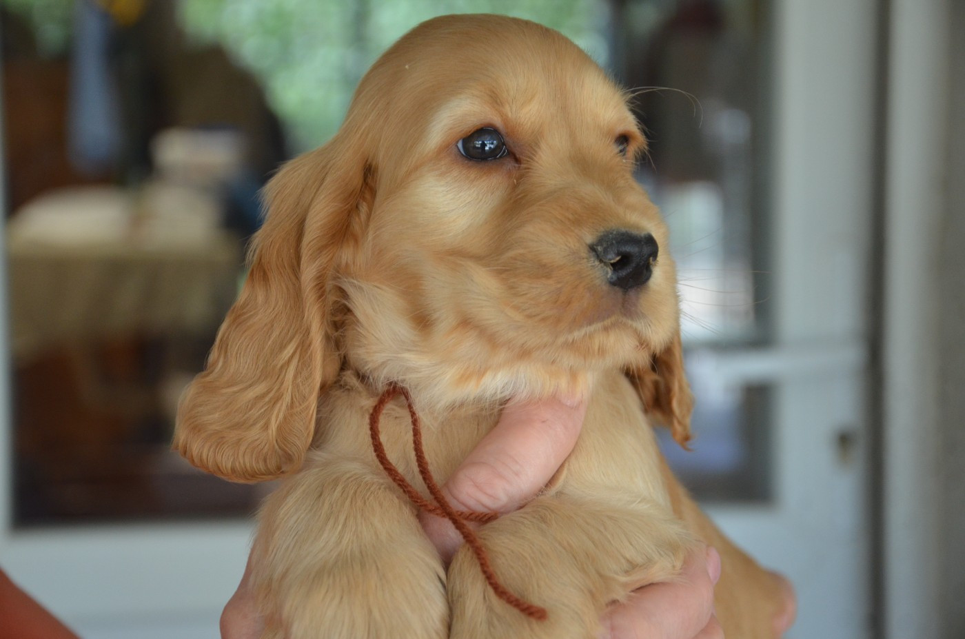 du Rieu-Grand - Cocker Spaniel Anglais - Portée née le 09/03/2026