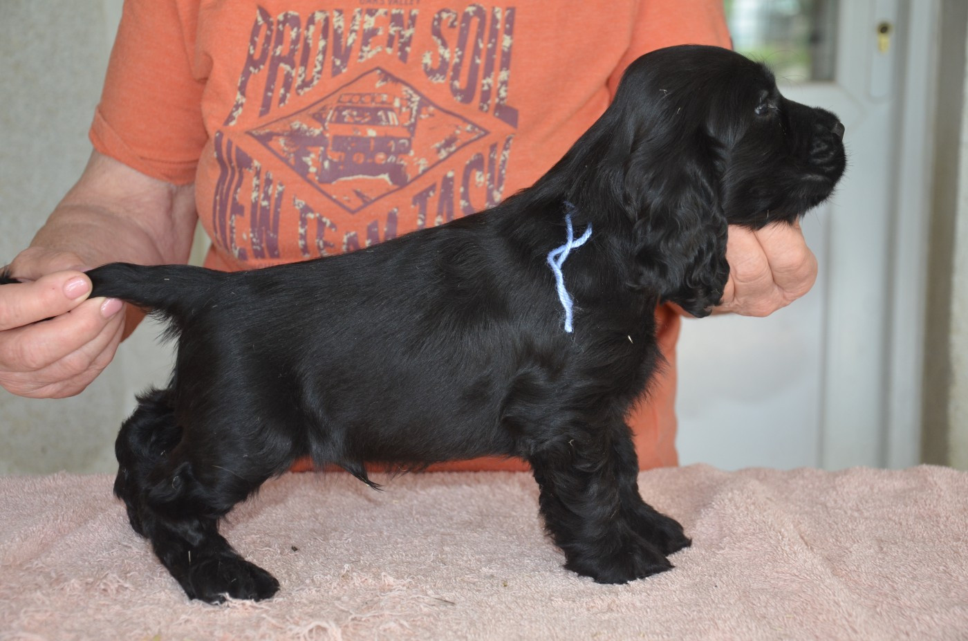 du Rieu-Grand - Chiots disponibles - Cocker Spaniel Anglais