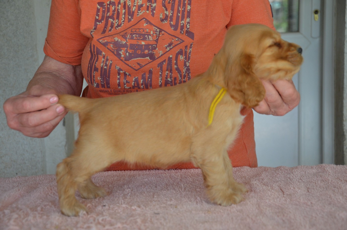 du Rieu-Grand - Chiots disponibles - Cocker Spaniel Anglais