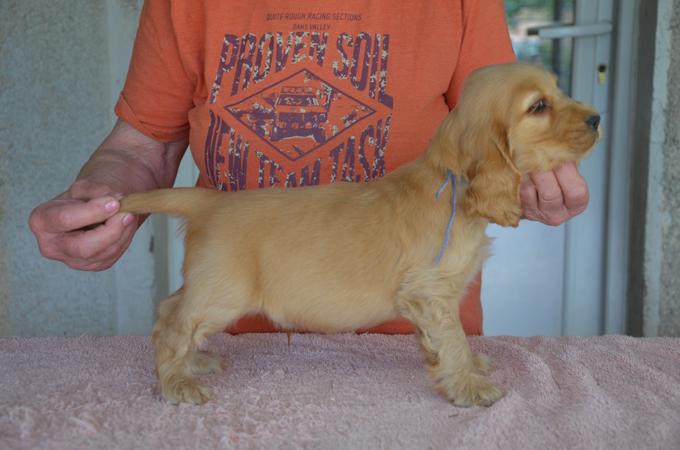 du Rieu-Grand - Chiots disponibles - Cocker Spaniel Anglais