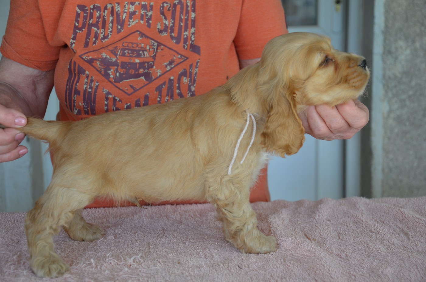 du Rieu-Grand - Chiots disponibles - Cocker Spaniel Anglais