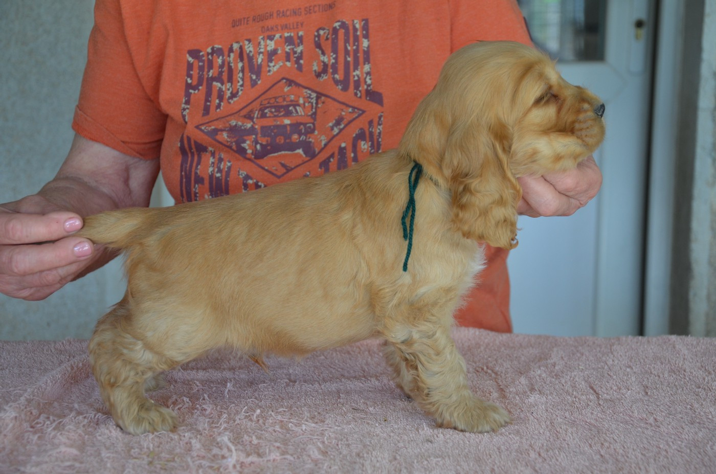 du Rieu-Grand - Chiots disponibles - Cocker Spaniel Anglais