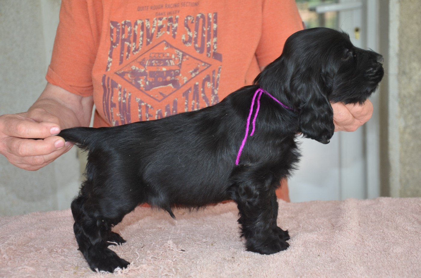 du Rieu-Grand - Chiots disponibles - Cocker Spaniel Anglais