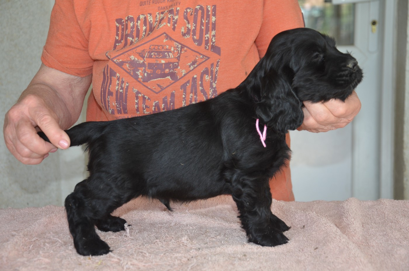 du Rieu-Grand - Chiots disponibles - Cocker Spaniel Anglais